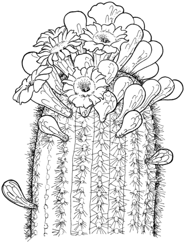 Saguaro Cactus Blossom Coloring Page